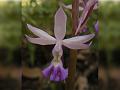 Plantain Calanthe